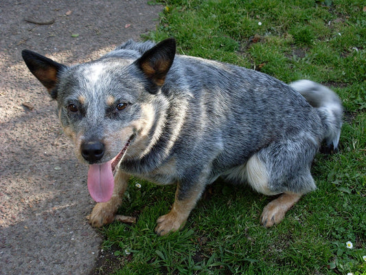 Seeing beautiful photos of pets like this, we can't help but wonder how long do Blue Heeler dogs live?