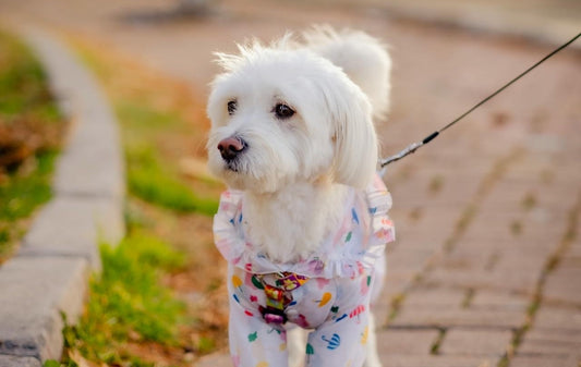 Seeing beautiful photos of pets like this, we can't help but wonder how long do Maltipoo dogs live?