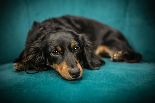 Seeing beautiful photos of pets like this, we can't help but wonder how long do Dachshund dogs live?
