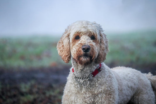 Seeing beautiful photos of pets like this, we can't help but wonder how long do Labradoodle dogs live?