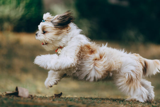 Seeing beautiful photos of little jumpers like this, we can't help but wonder how long do Shih Tzu dogs live?